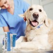 JM SANTE Polisept Vet Wound gel - gel dressing for dogs and cats 30 ml