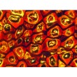Delta Optical BioStage II Microscope