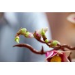 LEGO BOTANICALS 11510 Magnolia Branches