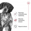 ROYAL CANIN Adult Medium - dry dog food - 4kg