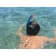 Schildkr t Funsports Barbados Schildkr t Funsports Barbados