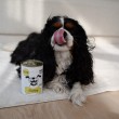 PAKA ZWIERZAKA PEPE Turkey mono - wet dog food - 800g