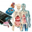 Clementoni Set Super Anatomy