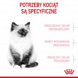 Royal Canin Kitten cats dry food 10 kg