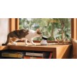 Petlibro Scout Smart Camera Dome IP security camera Indoor 1920 x 1080 pixels Ceiling/Wall/Desk