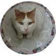 ZOLUX Chatouille Tunnel Cats and Mice Pattern - cat toy - 100cm