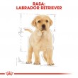 ROYAL CANIN SHN Breed Labrador Junior dry dog food - 12 kg