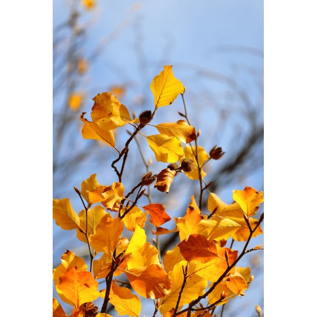 Canon EOS R50, Black + RF-S 18-45mm F4.5-6.3 IS STM Kit MILC 24.2 MP CMOS 6000 x 4000 pixels Canon EOS R50, Black + RF-S 18-45mm F4.5-6.3 IS STM Kit MILC 24.2 MP CMOS 6000 x 4000 pixels