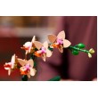 LEGO ICONS 10343 The Botanical Collection - Mini Orchid