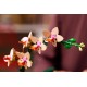 LEGO ICONS 10343 The Botanical Collection - Mini Orchid