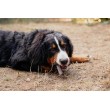 VIRBAC Veggiedent Zen L -dog treat - 502,5g