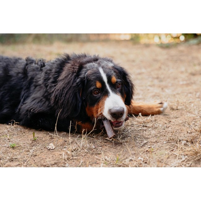 VIRBAC Veggiedent Zen L -dog treat - 502,5g