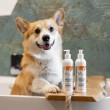 VETEXPERT Detox Care Vitalizing - shampoo for dogs and cats - 250 ml