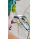 Edelrid JUL 2 Steel