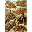 Puzzle Good Loot Imagination - Ernst Haeckel: Sea Turtles 1000 pc(s) Puzzle Good Loot Imagination - Ernst Haeckel: Sea Turtles 1000 pc(s)