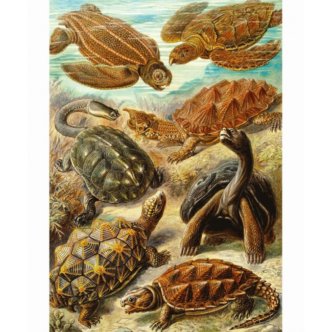 Puzzle Good Loot Imagination - Ernst Haeckel: Sea Turtles 1000 pc(s) Puzzle Good Loot Imagination - Ernst Haeckel: Sea Turtles 1000 pc(s)