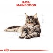 ROYAL CANIN FBN Maine Coon - Cat wet food - sachet 12x 85g