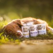 VETEXPERT Raw Paleo Adult Monoprotein Turkey - wet dog food - 800 g
