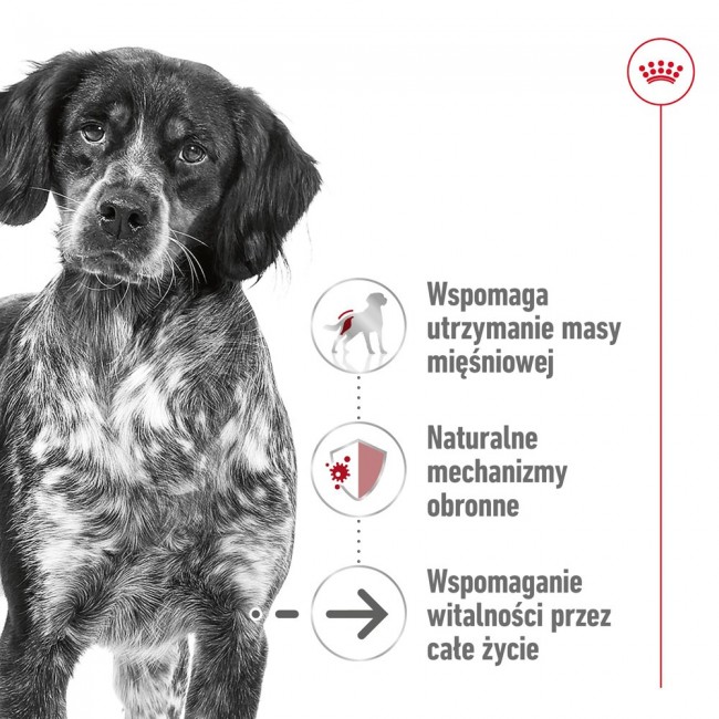 ROYAL CANIN Medium Ageing Loaf - wet dog food - 410g