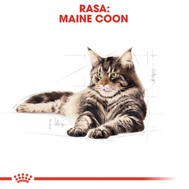 ROYAL CANIN FBN Maine Coon Adult dry cat food - 10kg