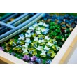 LEGO ART 31220 Claude Monet - Bridge over a Pond of Water Lilies