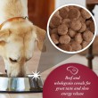 ARKWRIGHT Complete Beef - dry dog food - 15kg ARKWRIGHT Complete Beef - dry dog food - 15kg