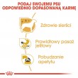 ROYAL CANIN Chihuahua - pack 12x85g ROYAL CANIN Chihuahua - pack 12x85g