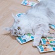 ANIMAL ISLAND White fish in broth - wet cat food - 40x85g ANIMAL ISLAND White fish in broth - wet cat food - 40x85g