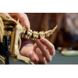 LEGO JURASSIC WORLD 77985 Dinosaur Fossils: Triceratops