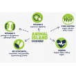 ANIMAL ISLAND White fish in broth - wet cat food - 40x85g ANIMAL ISLAND White fish in broth - wet cat food - 40x85g