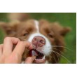 GELOREN Large dog Joints - dog vitamins - 420g GELOREN Large dog Joints - dog vitamins - 420g