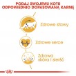 ROYAL CANIN FBN Maine Coon Adult dry cat food - 10kg