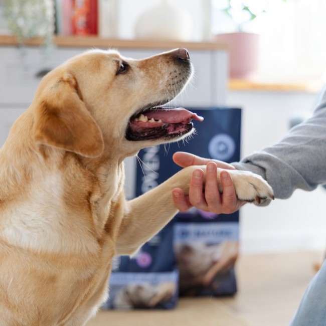 ADDVENA Power of Nature Senior Medium/Large Lamb - dry dog food - 2,5kg ADDVENA Power of Nature Senior Medium/Large Lamb - dry dog food - 2,5kg