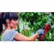 Einhell GE-GS 18 Li-Solo pruning shears Bypass Black, Red Einhell GE-GS 18 Li-Solo pruning shears Bypass Black, Red