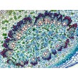 Delta Optical BioStage II Microscope