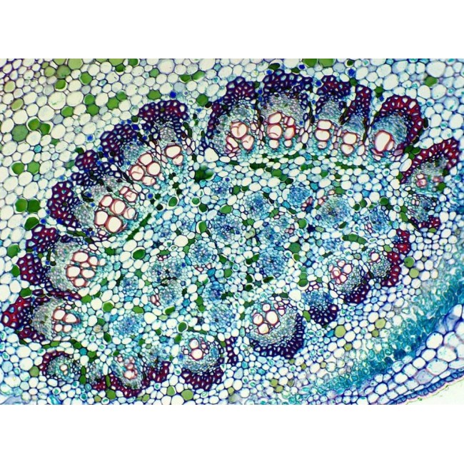 Delta Optical BioStage II Microscope