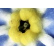 Delta Optical BioLight 100 Microscope (blue)