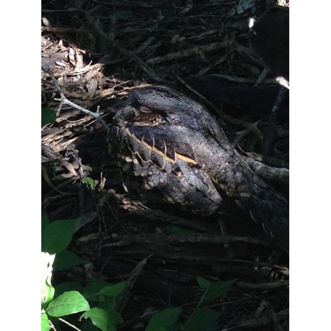 Celestron Regal M2 65ED spotting scope 48x BaK-4 Black, Green Celestron Regal M2 65ED spotting scope 48x BaK-4 Black, Green