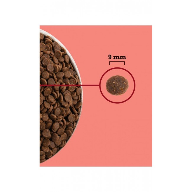 ACANA Highest Protein Indoor Cat - dry cat food - 1,8kg