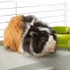FERPLAST Casita 80 - cage for guinea pig and rabbit FERPLAST Casita 80 - cage for guinea pig and rabbit