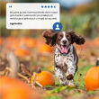 FARMINA N&D GF PUMPKIN DOG LAMB&BLUEBERRY ADULT MINI 7kg FARMINA N&D GF PUMPKIN DOG LAMB&BLUEBERRY ADULT MINI 7kg