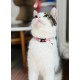 ZOLUX Chatouille pink - cat collar