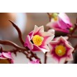 LEGO BOTANICALS 11510 Magnolia Branches