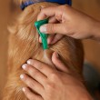 Frontline Combo Spot-on L - Parasite drops for dogs - 3 x 2,68 ml