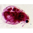 Delta Optical Biolight 300 microscope