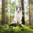 VETEXPERT Raw Paleo Adult Monoprotein Duck - wet dog food - 800 g