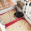 FERPLAST Krolik 160 - Cage