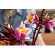 LEGO BOTANICALS 11510 Magnolia Branches