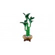 LEGO ICONS 10344 The Botanical Collection - Lucky Bamboo