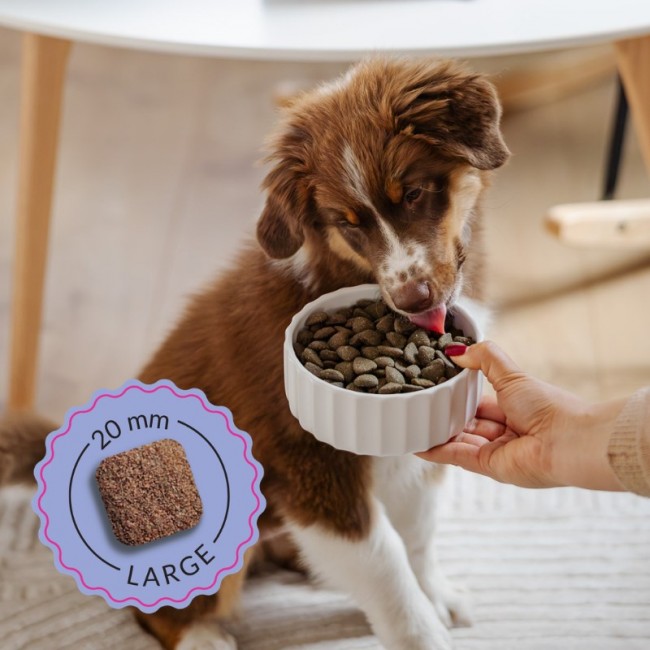 ADDVENA Boosted by superfoods Junior Medium/Large Beef - dry dog food - 2,5kg ADDVENA Boosted by superfoods Junior Medium/Large Beef - dry dog food - 2,5kg